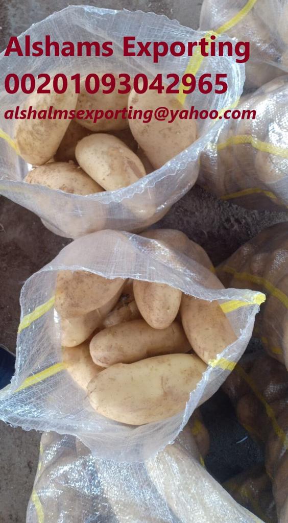 Product image - 🥔 *now we offer FRESH POTATOES* 🥔

To ensure that you get the best quality and the best price, you have to deal with Alshams company.

We are alshams an import and export company that offer all kinds of agriculture crops.

ORDER OUR PRODUCT NOW🔥

Best Regards

Merna Hesham

Tel: 0020402544299

📞Cell(whats-app) 00201093042965

✉️email :Alshamsexporting@yahoo.com

I hope to be trustworthy for you